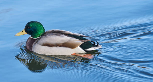istock DUCKS AT EAST PARK HULL YORKSHIRE 1124458261