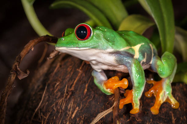 istock Red eyed tree frog is ready to jump 1124458317