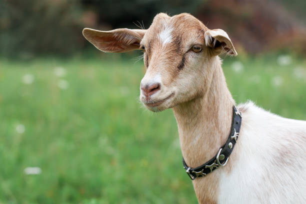 istock Goat in the meadow 1124458327