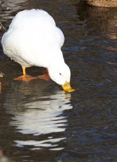 DUCKS EAST HULL PARK BOATING LAKE