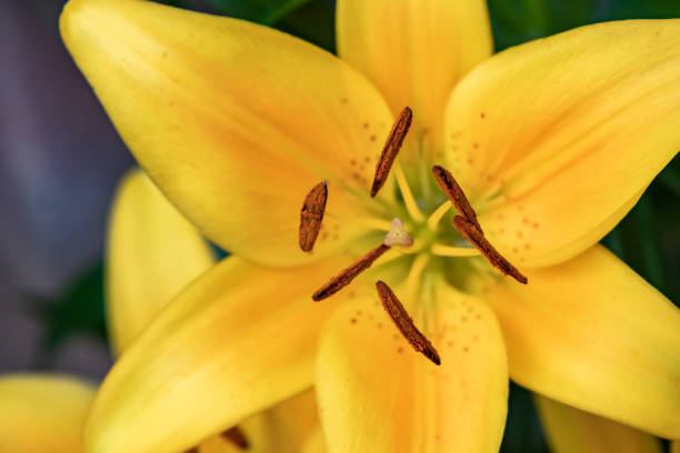 istock close up winter flower in nature 1124459190