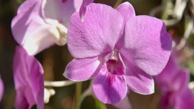 4k footage of Purple Orchids flower