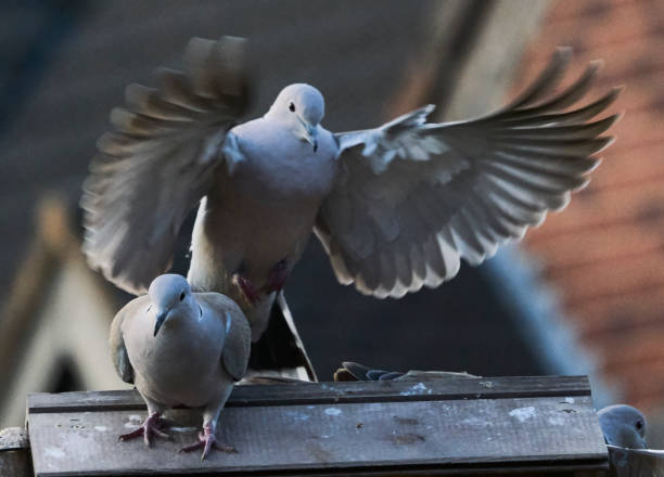 istock PIGEON RING NECK DOVES AT FEEDING TABLE 1124461258