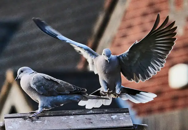 Photo of PIGEON RING NECK DOVES AT FEEDING TABLE