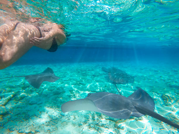 Girl snorkeling scuba with manta ray over reef in underwater Paradise. Bora Bora, Maldives. Turquoise sea in tropical wildlife stock photo