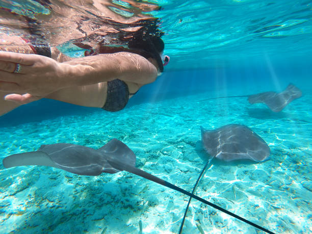 mergulhador snorkeling da menina com raia de manta sobre o recife no paraíso subaquático. bora bora, maldivas. mar de turquesa em animais selvagens tropicais - manta ray - fotografias e filmes do acervo