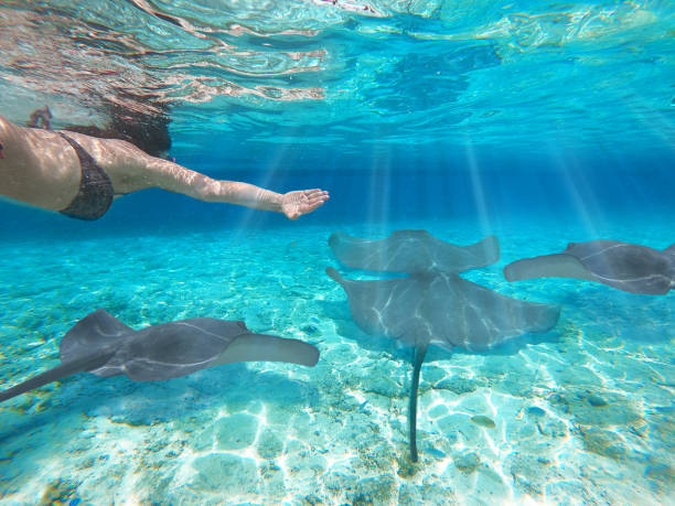 Girl snorkeling scuba with manta ray over reef in underwater Paradise. Bora Bora, Maldives. Turquoise sea in tropical wildlife stock photo