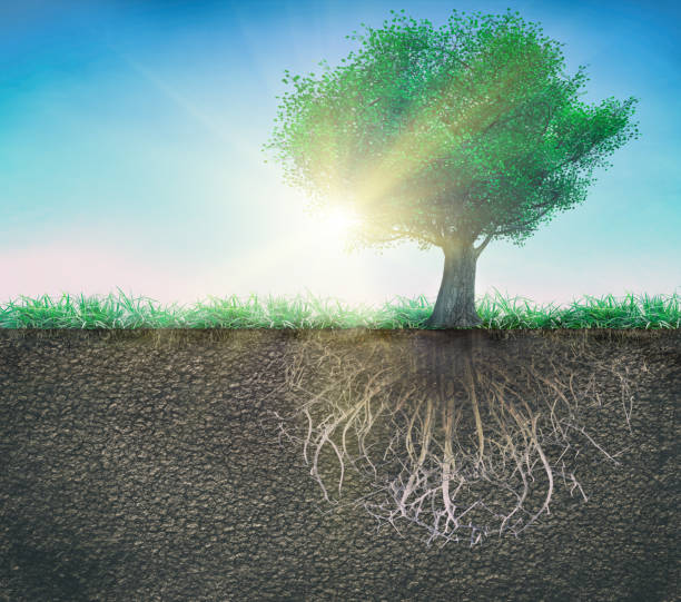 a tree and soil with roots and grass isolated stock photo