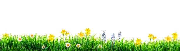 grass and spring flowers background stock photo