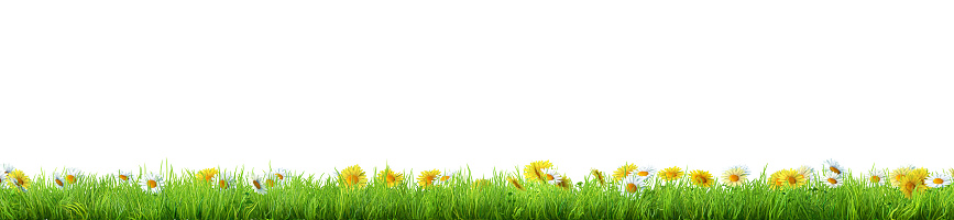 green grass with daisy flowers isolated