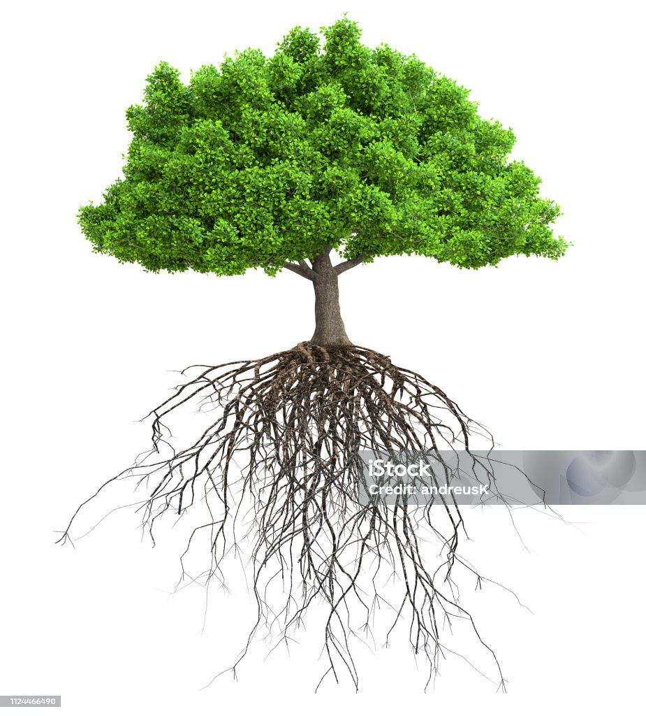 a tree with roots isolated 3D illustration tree with roots isolated 3D illustration Root Stock Photo