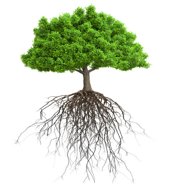 a tree with roots isolated 3D illustration tree with roots isolated 3D illustration tree roots stock pictures, royalty-free photos & images