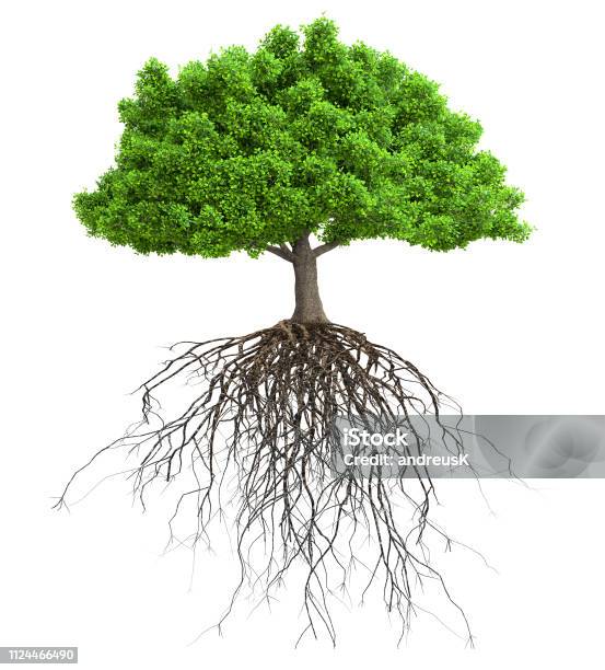A Tree With Roots Isolated 3d Illustration Stock Photo - Download Image Now - Root, Tree, Cut Out