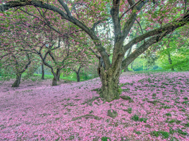 istock Central Park, New York City in spring 1124466559