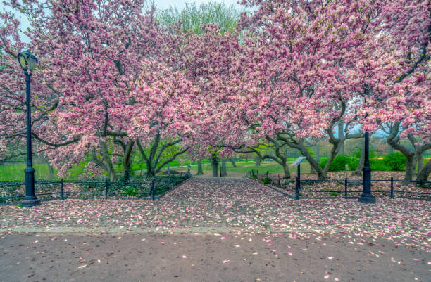 istock Central Park, New York City in spring 1124466779