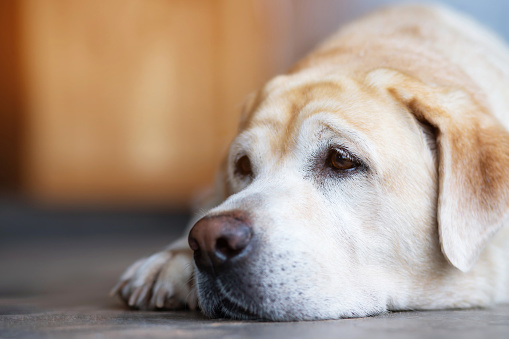 The dog sleeps sad waiting owner in front of the house. Straight looking beside face . Pets concept.