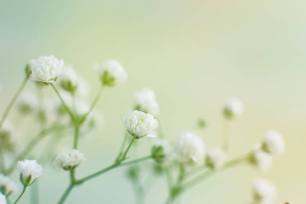istock Gypsophila flowers on a gentle background. Macro. 1124467413