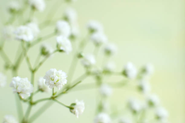 istock Gypsophila flower in soft green light. Macro. 1124467426