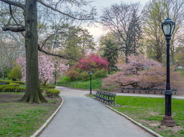 istock Central Park, New York City in spring 1124467843
