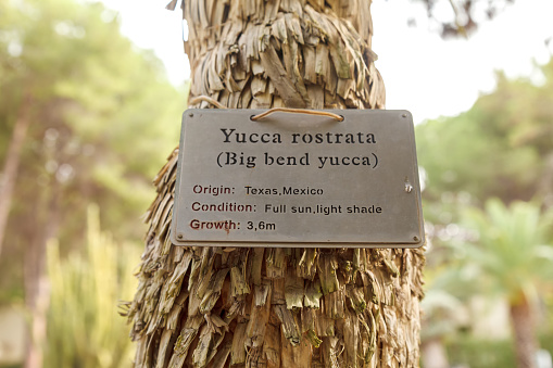 Information plate attached to the palm Yucca Rastrata, indicating its name in Latin and English. Close-up
