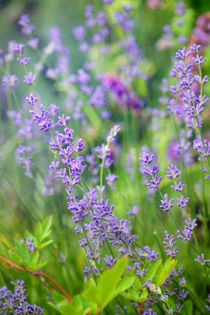 istock Lavender flower field, image for natural background, selective focus 1124472264