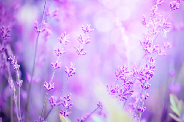 istock Lavender flower field, image for natural background, selective focus 1124472270