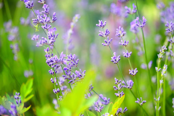 istock Lavender flower field, image for natural background, selective focus 1124472272