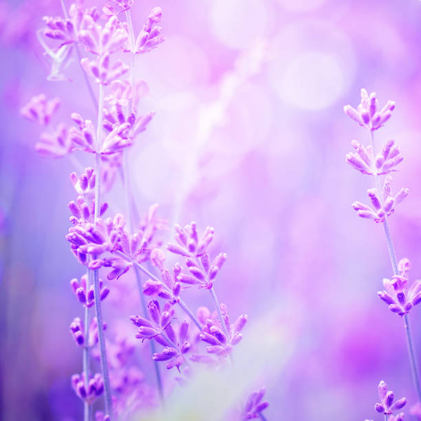 istock Lavender flower field, image for natural background, selective focus 1124472277