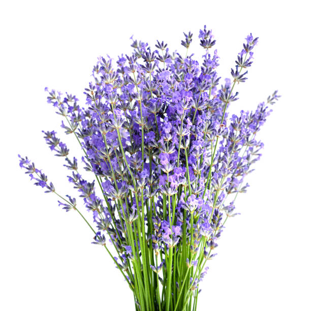 istock Bunch of lavender flowers on white background 1124472285