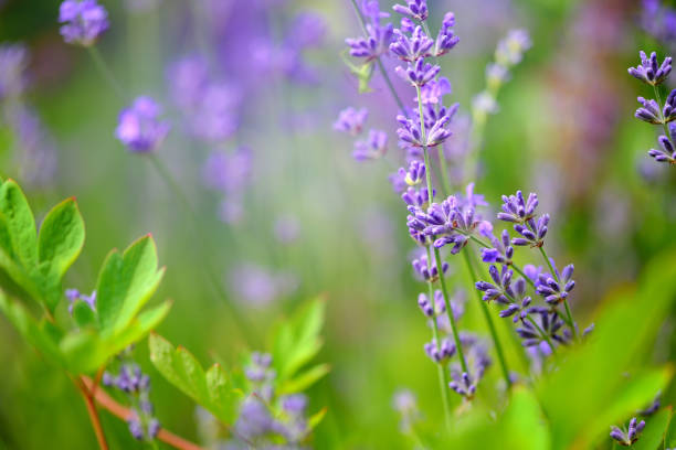 istock Lavender flower field, image for natural background, selective focus 1124472291