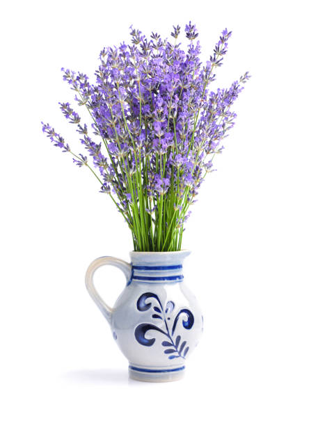 istock Bunch of lavender flowers on white background 1124472298
