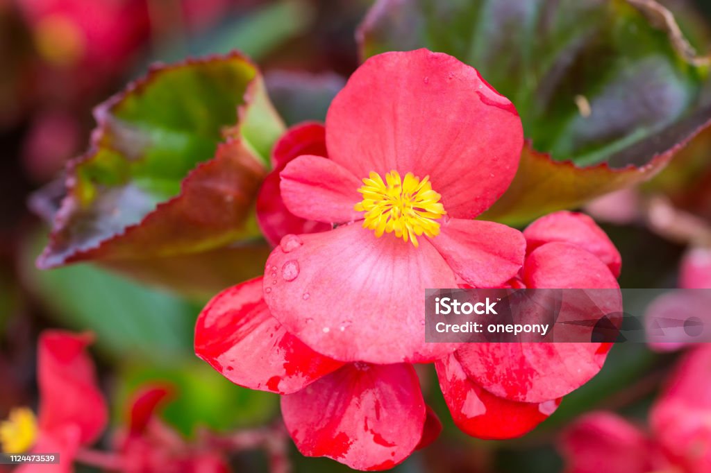 Begonia De Cera Foto de stock y más banco de imágenes de Begonia de cera - Begonia  de cera, Anual - Característica de planta, Begonia - iStock