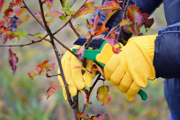 istock Hands with gloves of gardener doing maintenance work, pruning trees in autumn 1124473797