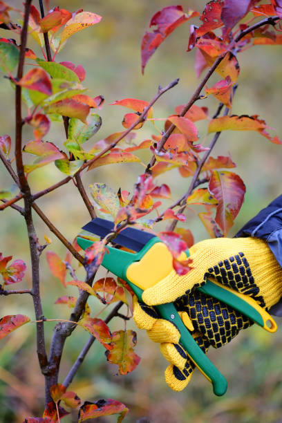 istock Hands with gloves of gardener doing maintenance work, pruning trees in autumn 1124473801