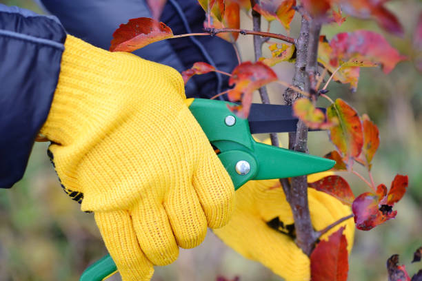 istock Hands with gloves of gardener doing maintenance work, pruning trees in autumn 1124473806