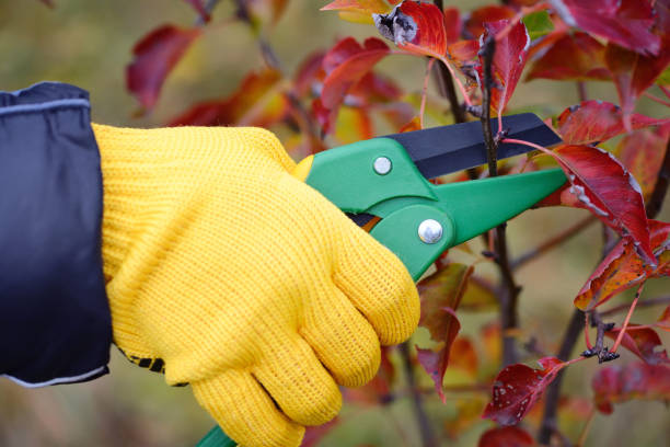 istock Hands with gloves of gardener doing maintenance work, pruning trees in autumn 1124473809