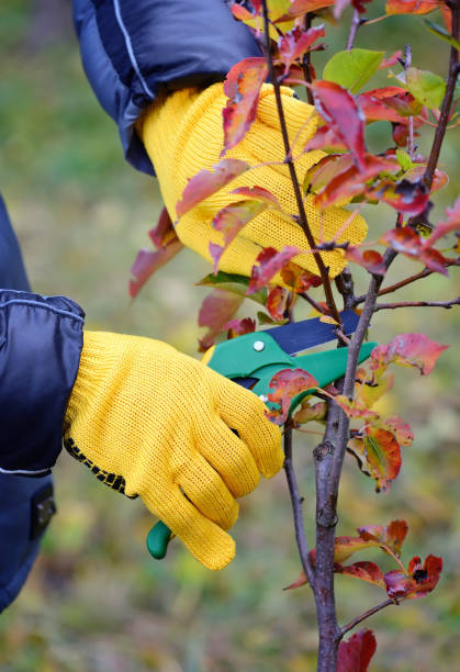 istock Hands with gloves of gardener doing maintenance work, pruning trees in autumn 1124473811