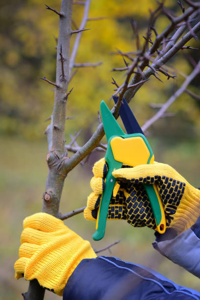 istock Hands with gloves of gardener doing maintenance work, pruning trees in autumn 1124473812