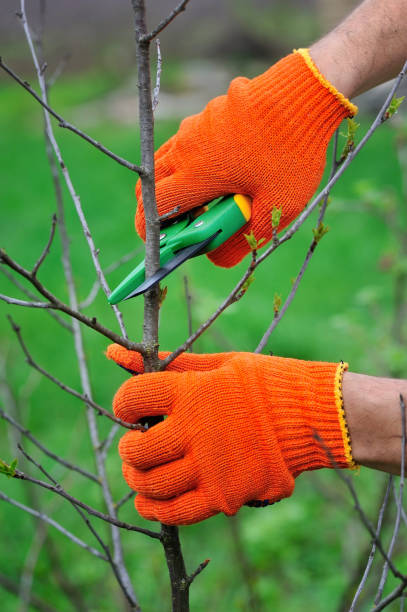 istock Hands with gloves of gardener doing maintenance work, pruning the tree 1124473918