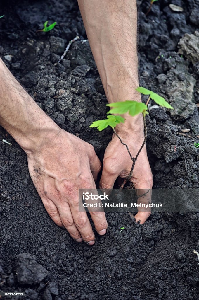 Gardener planting a young tree in the soil. Closeup hand of the gardener. Hand Stock Photo