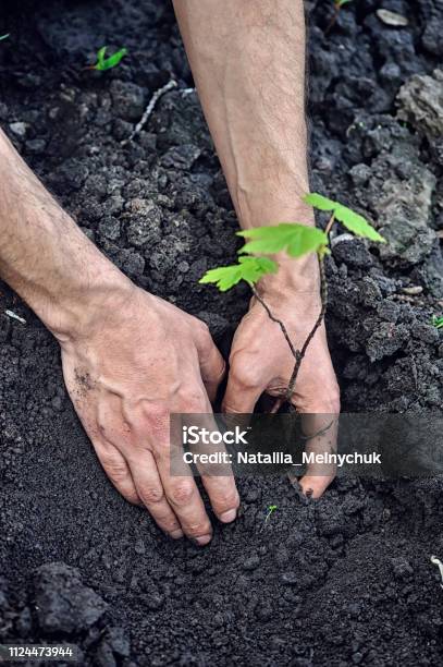 Gardener Planting A Young Tree In The Soil Closeup Hand Of The Gardener Stock Photo - Download Image Now