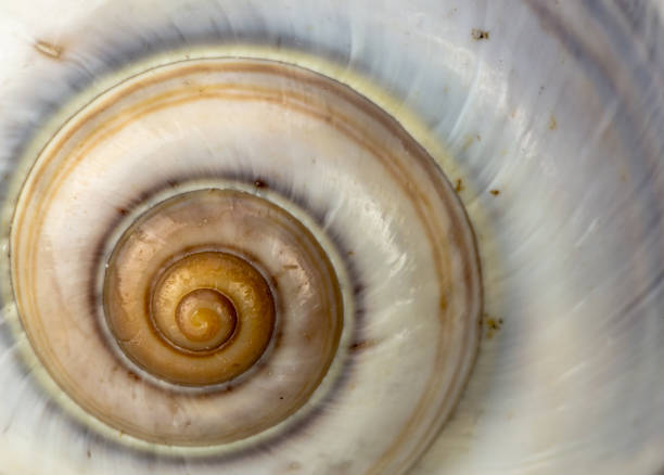 istock sea snail shell on Beach Sand. Close up 1124475020