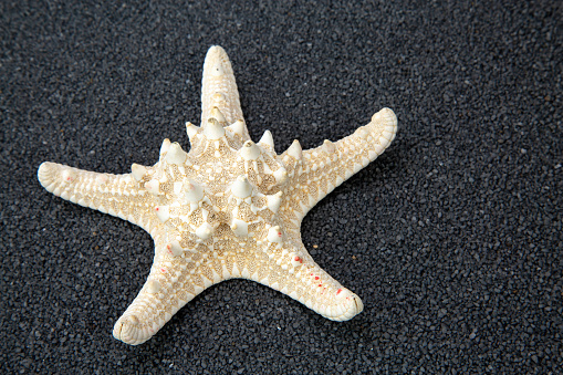 Starfish on black Beach Sand. Close up studio shoot