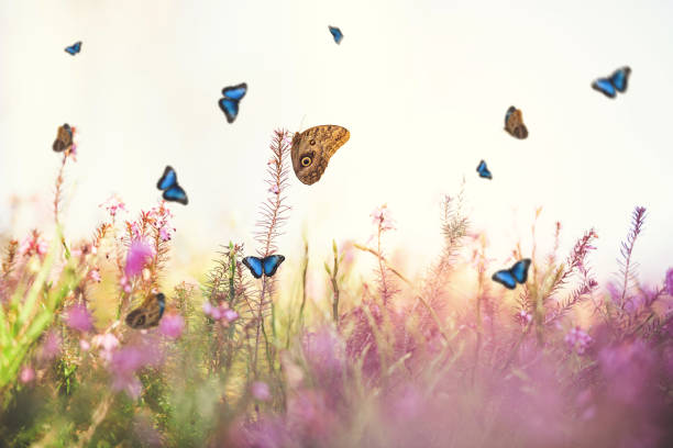 istock Butterflies around Erica carnea flowers 1124477121