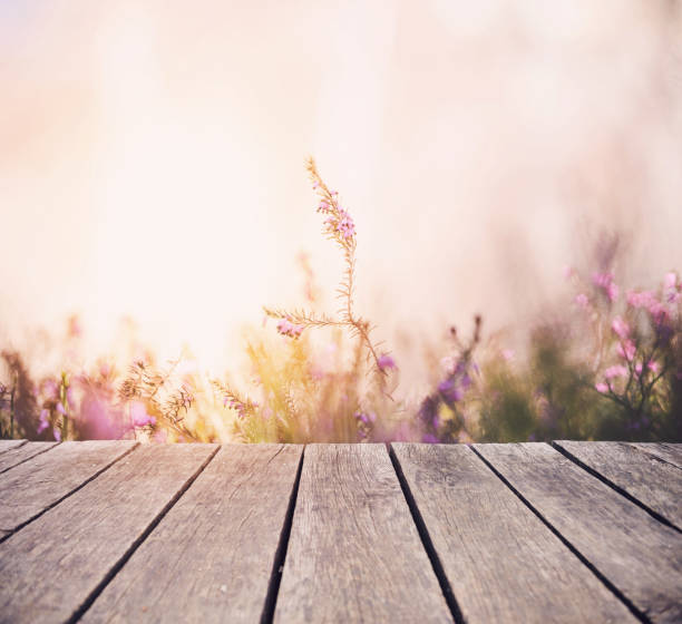 istock Erica carnea or Heather Flower from wooden deck 1124477646