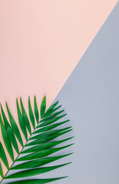 istock Tropical palm leaves on color paper background 1124477678