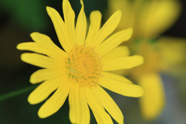istock Dasiy flower as back ground of nature 1124477915