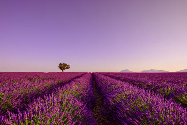 восход солнца на лавандовом поле - lavender coloured lavender provence alpes cote dazur field стоковые фото и изображения