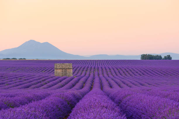 istock Lavender field and lonely farm house 1124481146