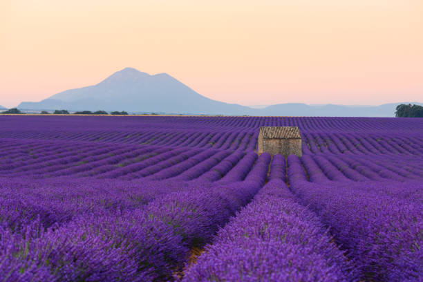 istock Old small farm house on lavender filed 1124481768